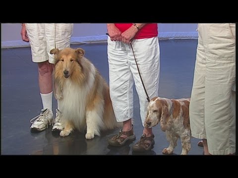 Mass Appeal Check out a Dog Show!