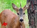 Raw Video: Deer Resembling Unicorn Spotted Raw Video: Deer Resembling Unicorn Spotted