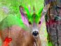 Raw Video: Deer Resembling Unicorn Spotted