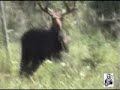 Bull Moose on kipawa Lake