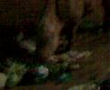 scrofa maskott di un villaggio della sardegna scrofa maskott di un villaggio della sardegna