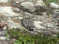 Blue Grouse mating call
