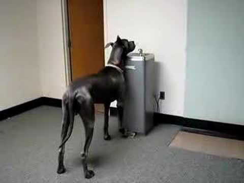 great dane