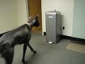 Great Dane