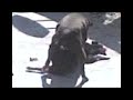 perro loco