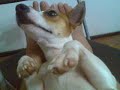 Jacky - My Naughty Jack Russel 3 Jacky - My Naughty Jack Russel 3