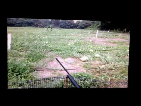 siembra de sandia - a través de YouTube Capture.