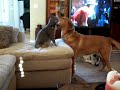 Dakota &amp; Tuna "Dog-Cat Fight" Round 2 FUNNY