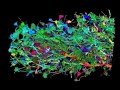 3D digital reconstruction of Brainbow cerebellum