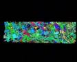 3D digital reconstruction of Brainbow cerebellum