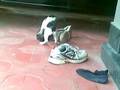 Kitty Play