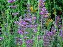 Male Anna's Hummingbird at Acapulco Agastache