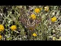 Enjoy this one in HiDef - click the HD link now! Medium Res stereo link: http://www.youtube.com/watch?v=y54_Du9ZE8I&fmt=18 Chill out with some nice close-up shots of native California butterflies in their natural habitat, set to relaxing ambient/new-age music by Technician.
