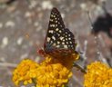 720p HD California Butterflies in the Field 2008