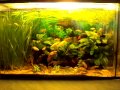 Click here to watch this video molly fish tank