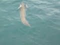 seajay poole fishing massive squid swimming round the boat seajay poole fishing massive squid swimming round the boat