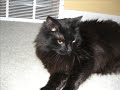 EVIL CATS WITH SCARY EYES... Possessed cats ROXY AND BUSTER EVIL CATS WITH SCARY EYES... Possessed cats ROXY AND BUSTER