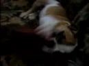 bulldog meaty