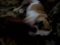 bulldog meaty