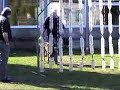 grellig 11 mrt 2007 D