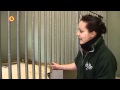 Japans bezoek voor dwergnijlpaard Asabi in Zoo Parc Overloon