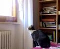 La gatta che voleva uscire