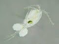 MicroscopicWorld2