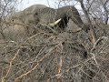 Elephant vs Tree - FIGHT!