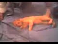 El gato Puibi y su Baile Demente - 2 de 2