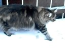Toni and Mogli snow action Toni and Mogli snow action