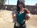 My chicken