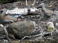 Wood Ducks