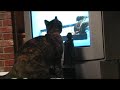 On a mission from the emperor, Darth Vader turns this ordinary cat into a evil Sith Lord, and it eventually becomes his undoing