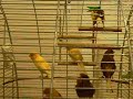 KANARYA SESI-CANARY SINGING