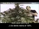Green House Great White Shark Grow with Italian Subtitles