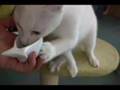 猫カフェ