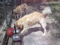 GoldRocks Gravy and his ball
