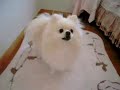 Click here to watch this video 20090612_1840_0e597da0ce950761ff3c6aeb03f2c0ca.flv