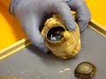 Professor Narrated: Cow Eye Dissection