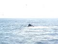 Whale