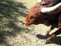 videos de Scratchin Mels Ears