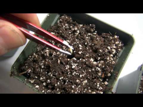 how to transplant germinated cannabis seeds to soil