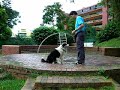 Dog Tricks - Ziggy Sunshine Dog Tricks - Ziggy Sunshine