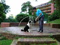 Dog Tricks - Ziggy & Sunshine
