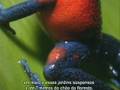 videos de Reprodução do Dendrobata 