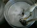 8 carbon graphite for 4 serial HHO reactor.wmv 8 carbon graphite for 4 serial HHO reactor.wmv