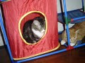 Kitty fun!!!