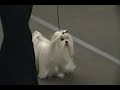 New-York progressive Maltese show 2011