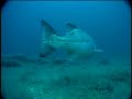 Giant Sea Bass of California, Part - 2