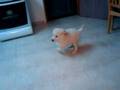 Libi - The cutest lab puppy